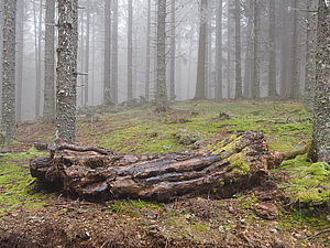 Totholz belassen im Wirtschaftswald 