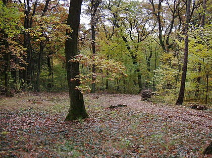 Eichenbestand