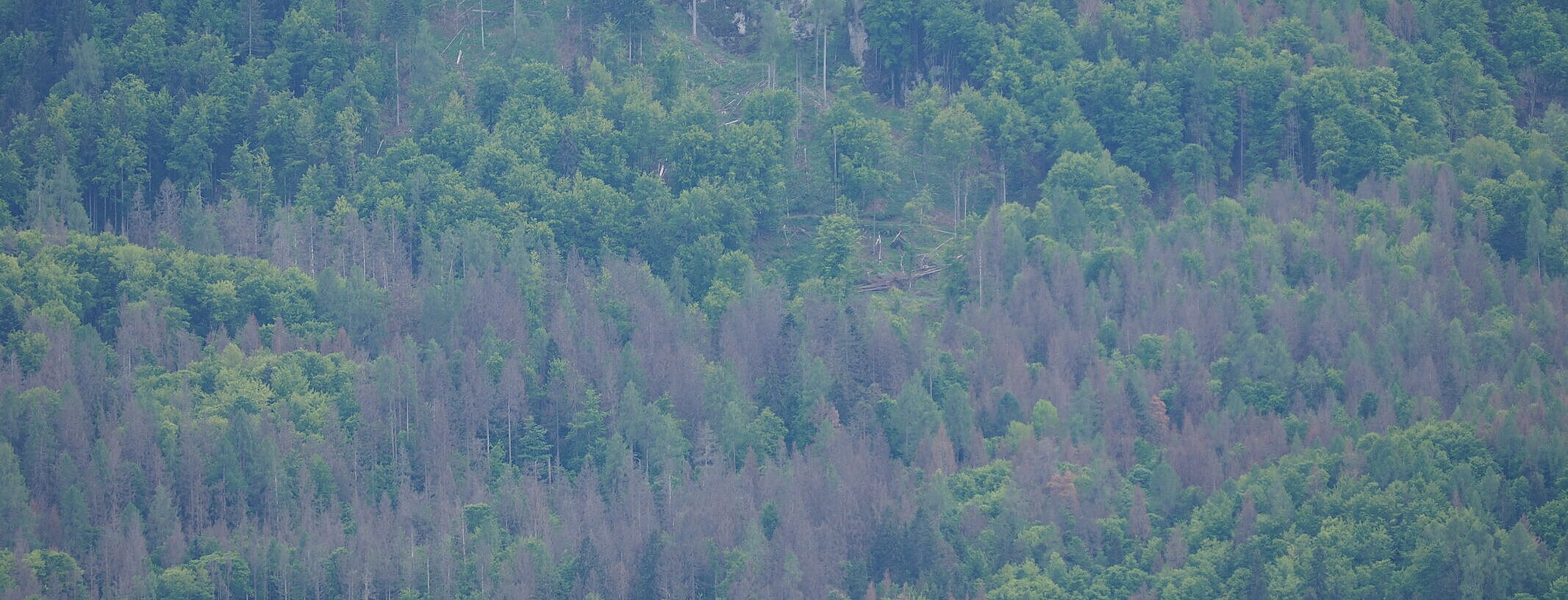 Blick vom Pyramidenkogel (c) Eckart Senitza