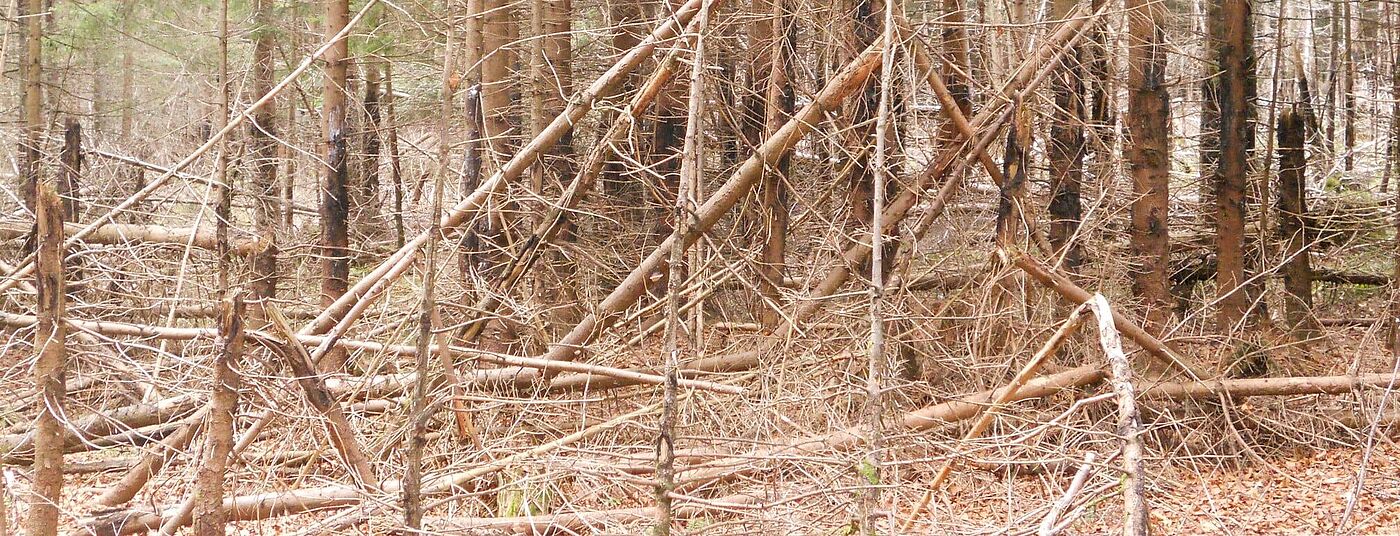 zurück an den Start 