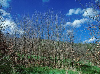 Laubholz - Teilflächenbepflanzung
