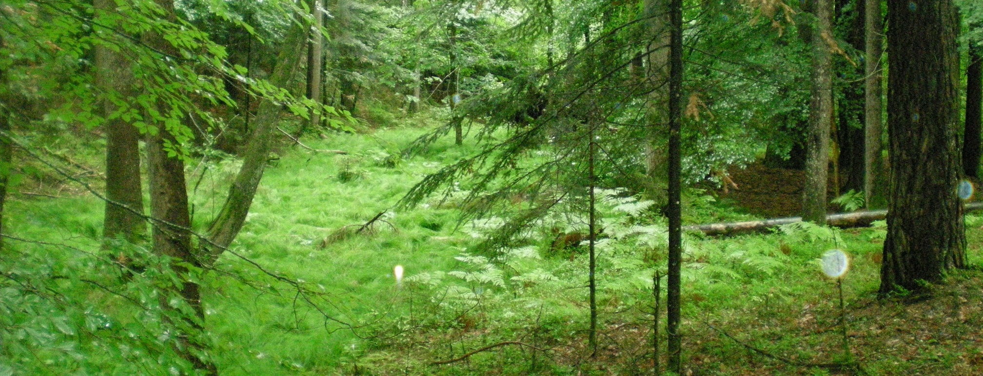 Drautal - Naturwald