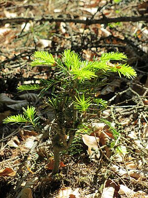 Tanne muß sich selbst verjüngen