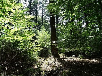 Neuburgerwald bei Passau
