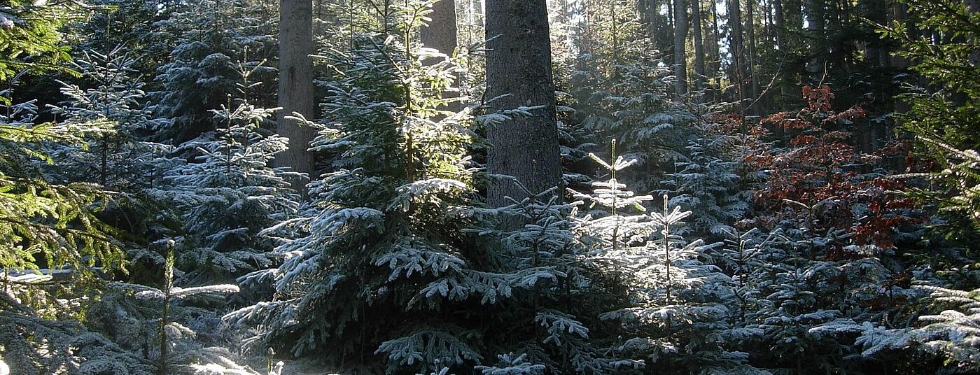 Ziel: Gestufte Mischbestände