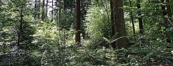 Neuburger Wald