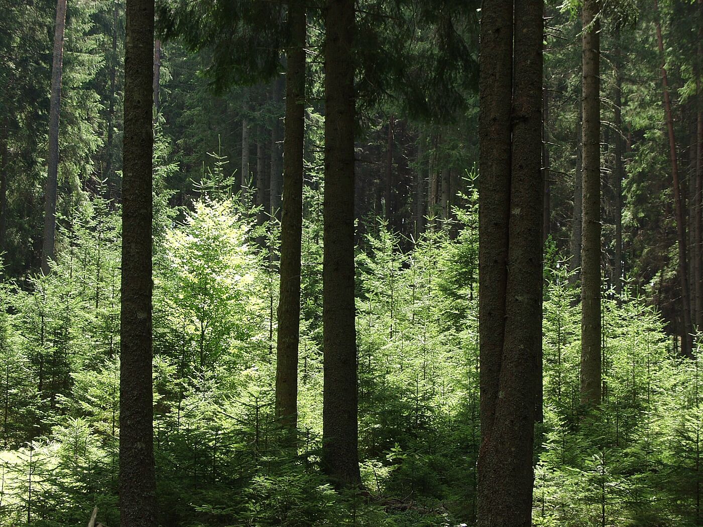 Strukturierte Bestände
