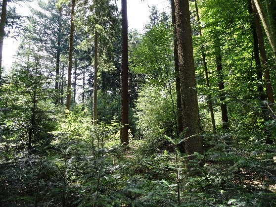 Neuburger Wald